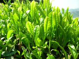 Hojas de Té