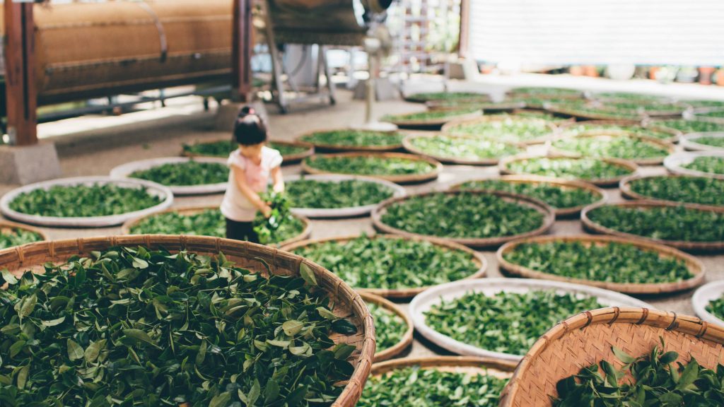 Comenzar a tomar té, Café Té Arte tomar té, té verde, rooibos, propiedades del té verde, té oolong, té blanco, pexels